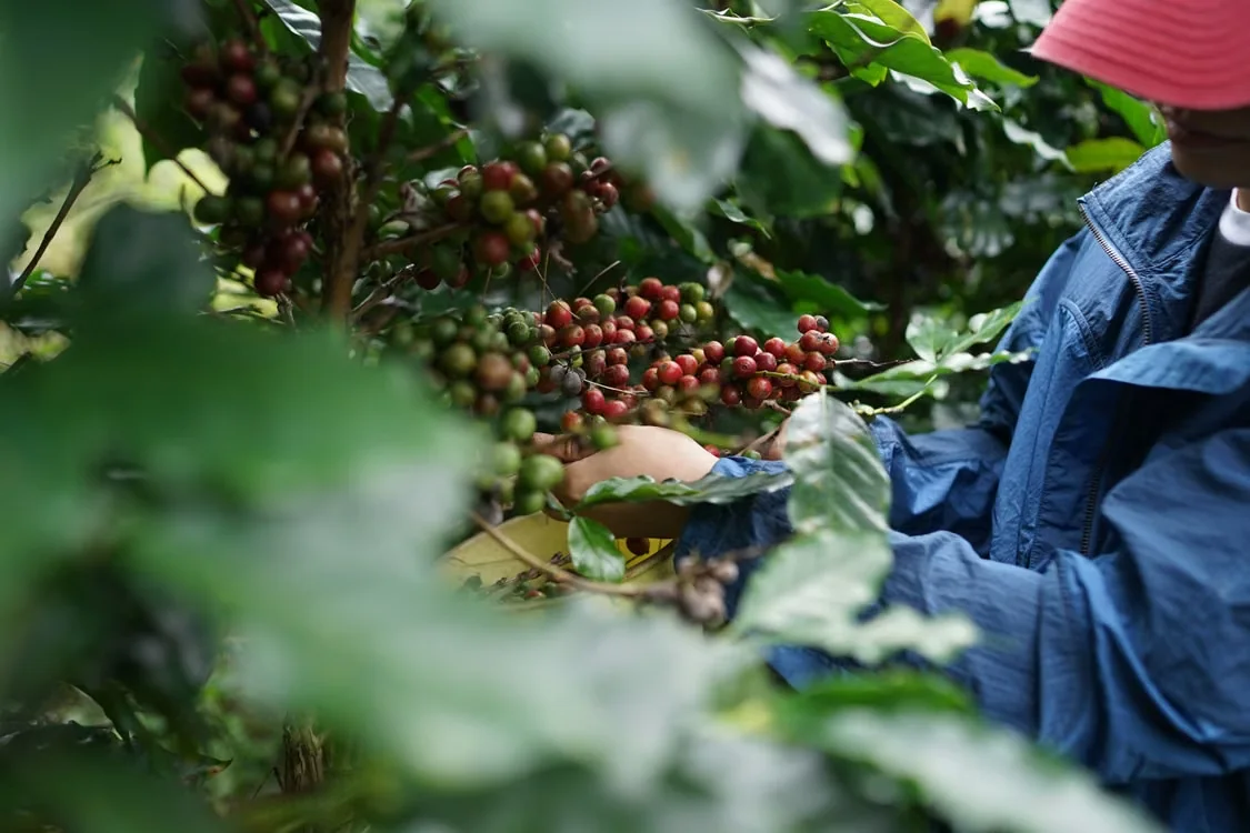 A coffee picker harvesting ripe coffee cherries by hand