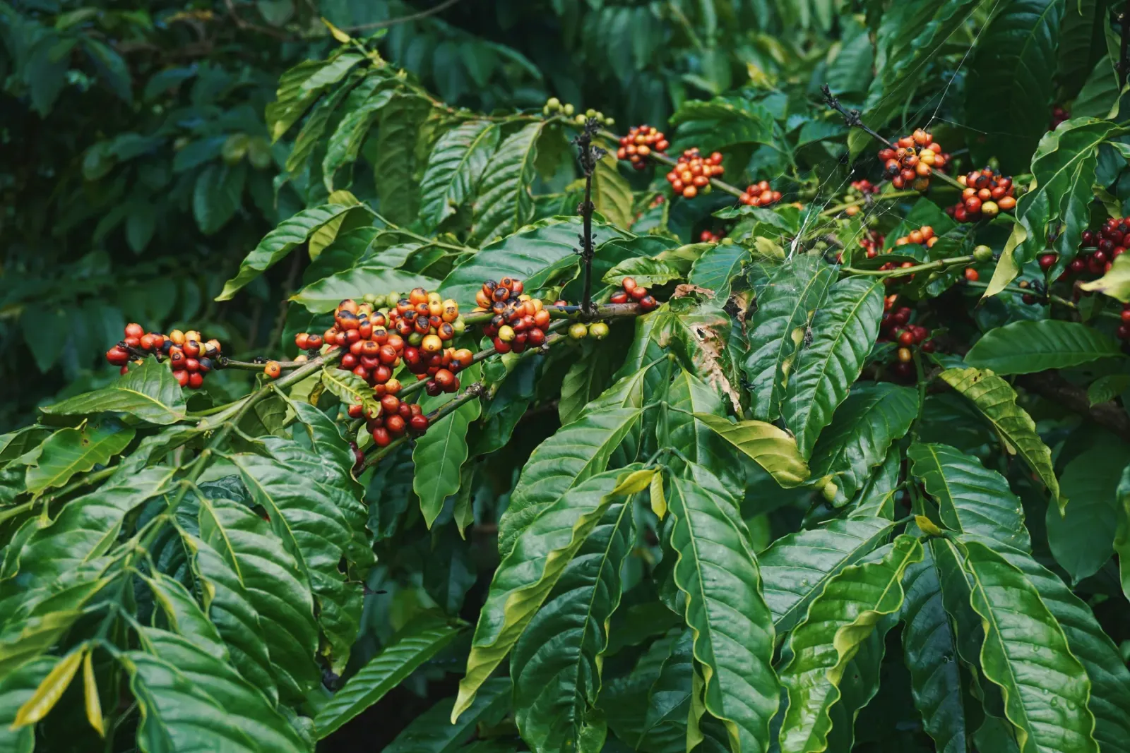 Coffee cherries ripening on a coffee plant