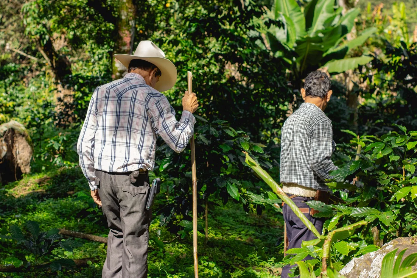 Two farmers working the rows of a hillside coffee plantation