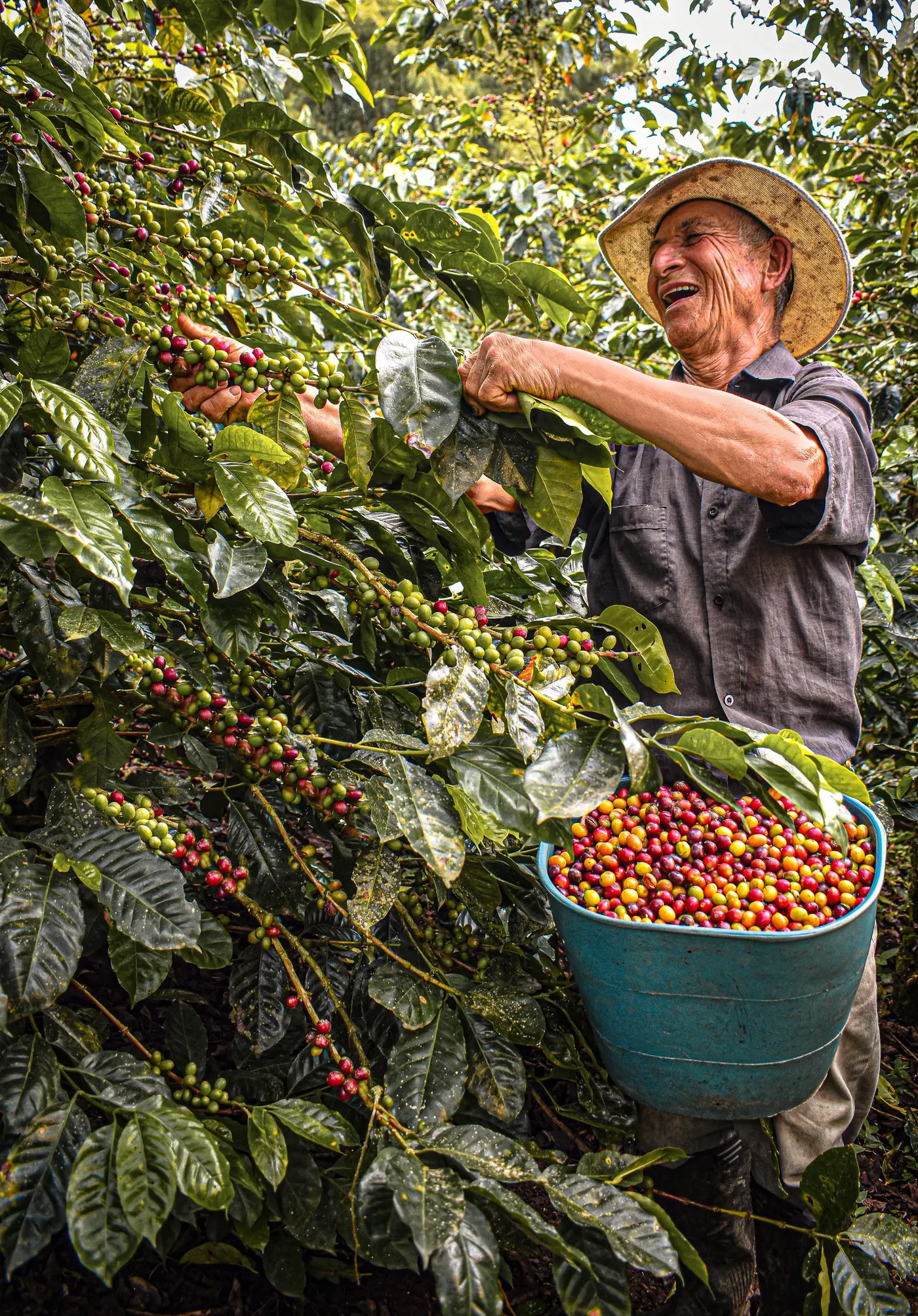 A Colombian coffee farmer picking ripe cherries into a bucket
