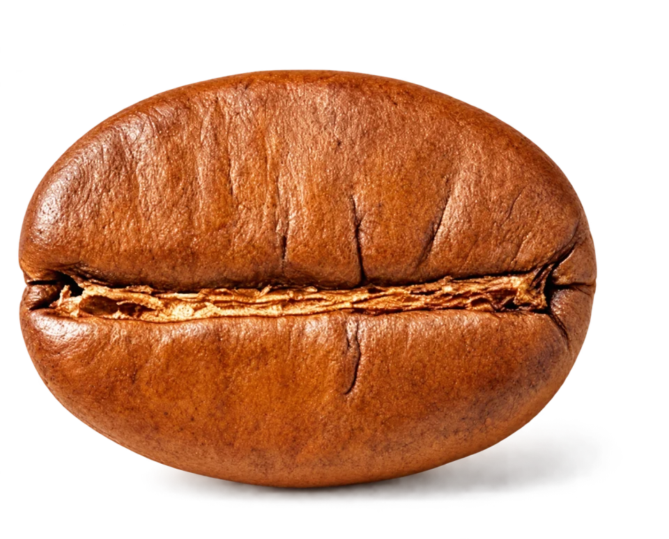 A single specialty grade coffee bean