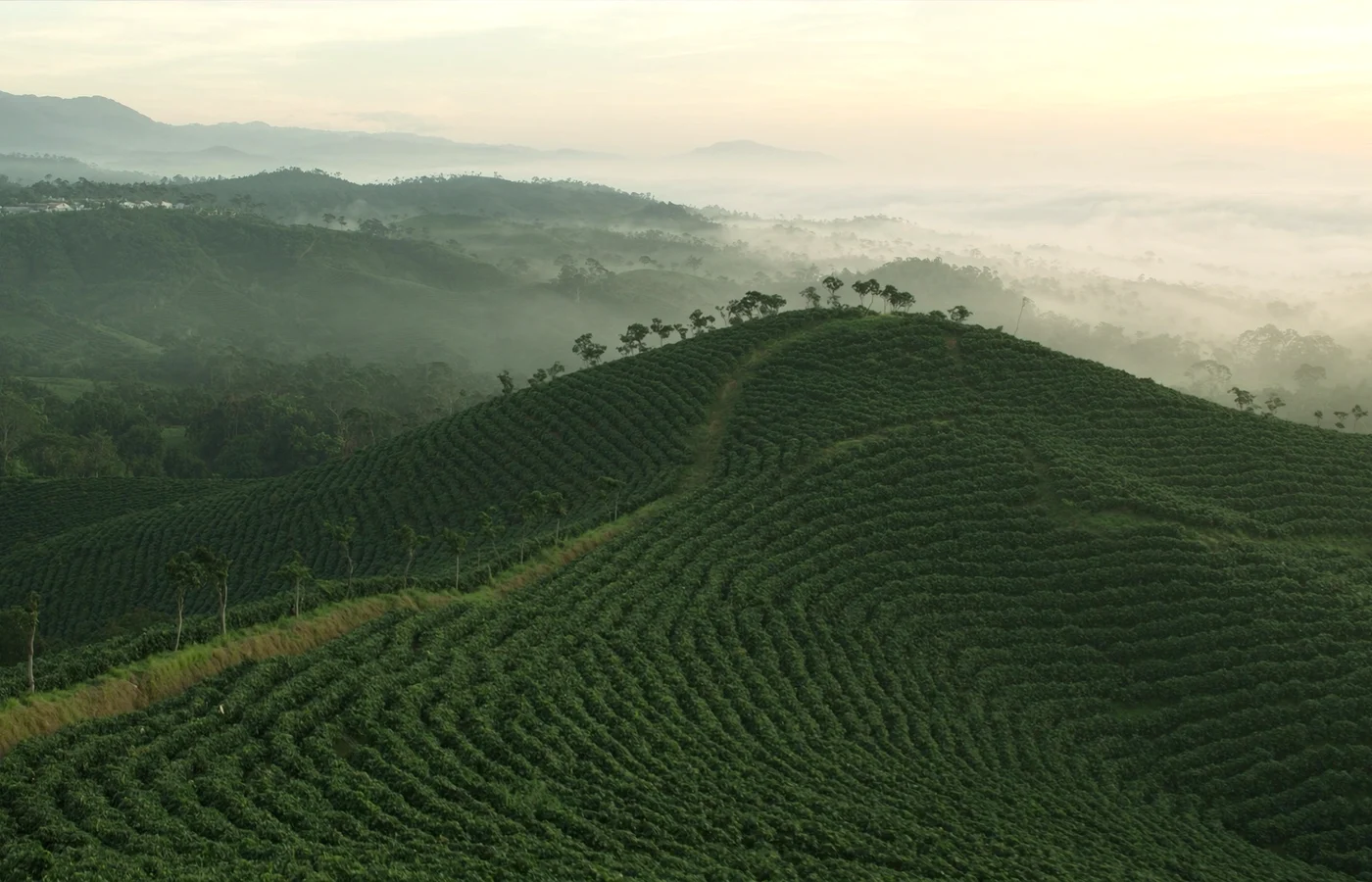 Rolling coffee farm hills in Sul de Minas, Brazil